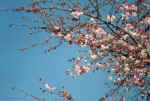 Kirschblüten_mit_blauem_Himmel.jpg (75753 Byte)