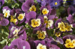 violett gelbe Blume
