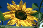 Sonnenblume.jpg (59725 Byte)