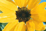 sunflower.jpg (44351 Byte)