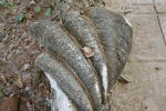 versteinerte große Muschel aus Kenia