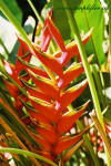 rote Blüte an einer Palme