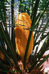 Palme aus Kenia mit oranger Blüte