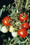 Tomaten.jpg (49149 Byte)