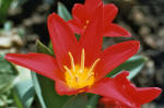 Eine kleine rote Tulpe im Frühjahr