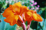 orange Lilie in Ostafrika