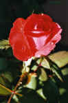 rote Rose mit Wassertropfen.jpg (27122 Byte)